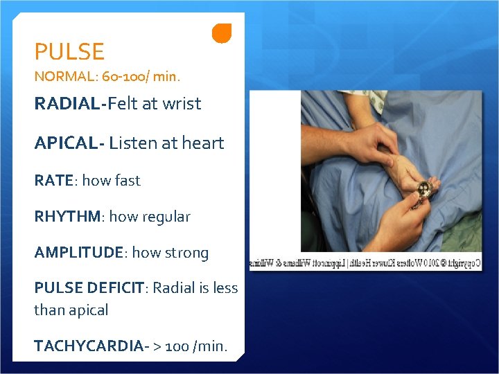 PULSE NORMAL: 60 -100/ min. RADIAL-Felt at wrist APICAL- Listen at heart RATE: how