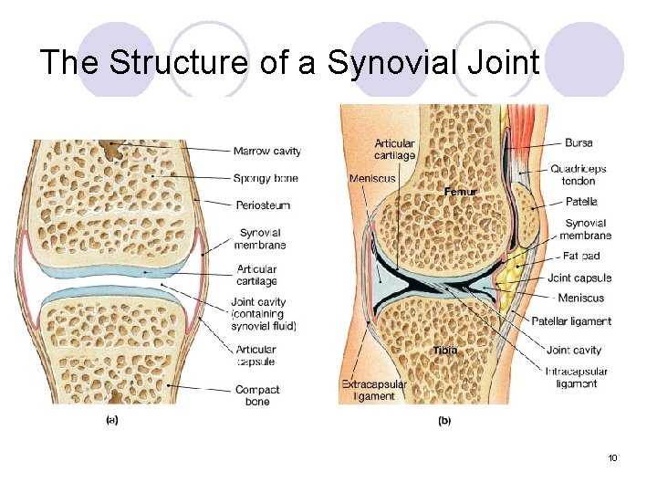 The Structure of a Synovial Joint 10 