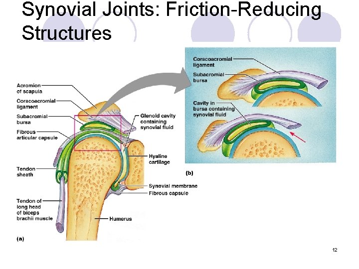 Synovial Joints: Friction-Reducing Structures 12 