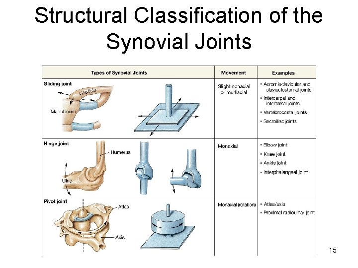 Structural Classification of the Synovial Joints 15 