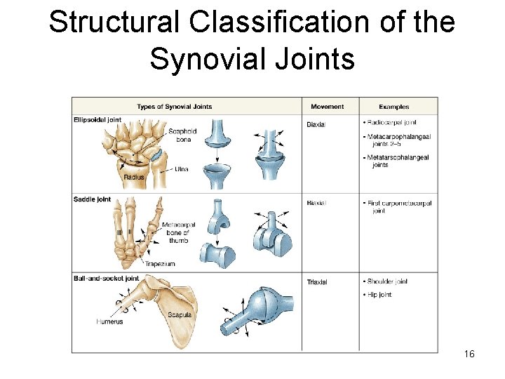 Structural Classification of the Synovial Joints 16 