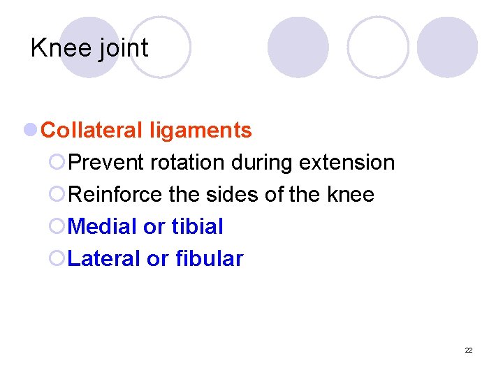 Knee joint l Collateral ligaments ¡Prevent rotation during extension ¡Reinforce the sides of the