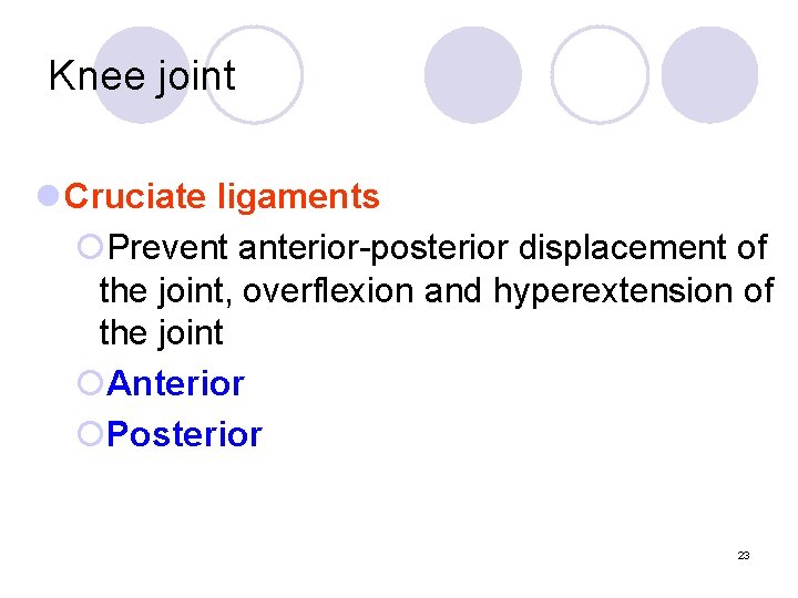 Knee joint l Cruciate ligaments ¡Prevent anterior-posterior displacement of the joint, overflexion and hyperextension