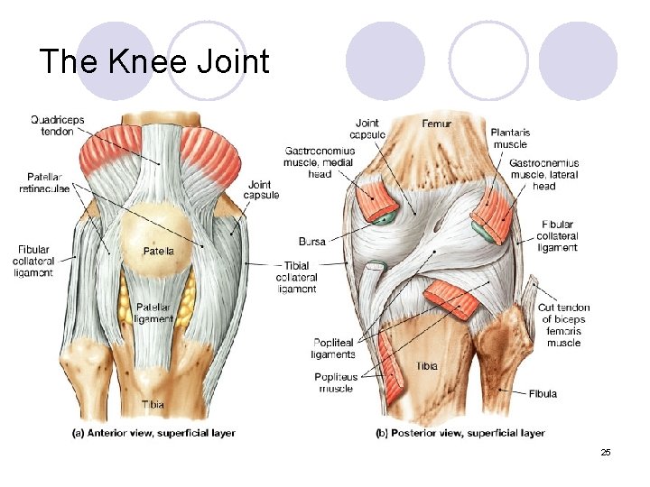 The Knee Joint 25 