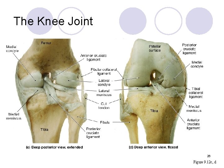 The Knee Joint 26 Figure 9. 12 c, d 