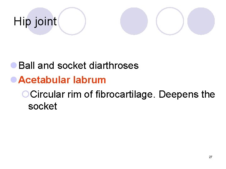 Hip joint l Ball and socket diarthroses l Acetabular labrum ¡Circular rim of fibrocartilage.