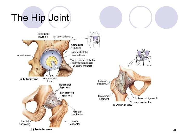 The Hip Joint 29 