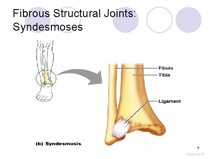 Fibrous Structural Joints: Syndesmoses 6 Figure 8. 1 b 