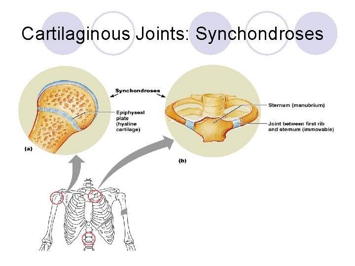 Cartilaginous Joints: Synchondroses 8 