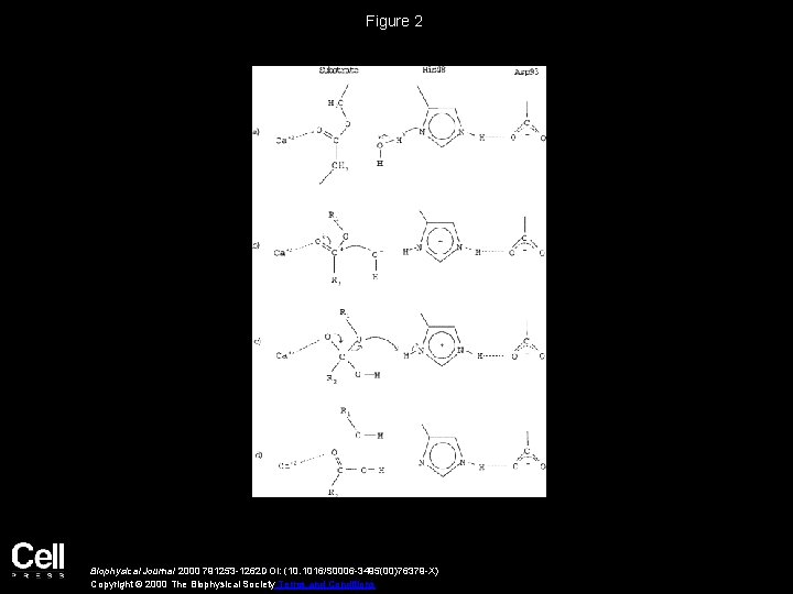 Figure 2 Biophysical Journal 2000 791253 -1262 DOI: (10. 1016/S 0006 -3495(00)76379 -X) Copyright