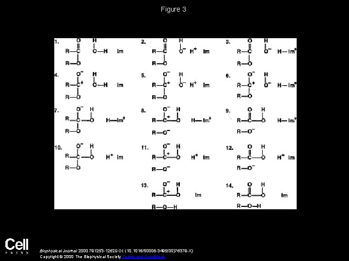 Figure 3 Biophysical Journal 2000 791253 -1262 DOI: (10. 1016/S 0006 -3495(00)76379 -X) Copyright