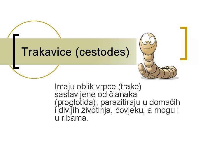 Trakavice (cestodes) Imaju oblik vrpce (trake) sastavljene od članaka (proglotida); parazitiraju u domaćih i