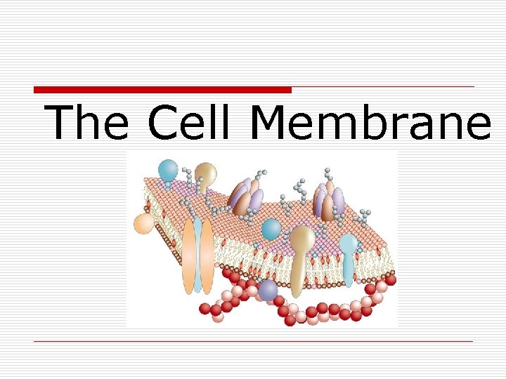 The Cell Membrane 