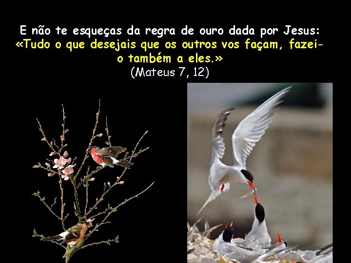 E não te esqueças da regra de ouro dada por Jesus: «Tudo o que