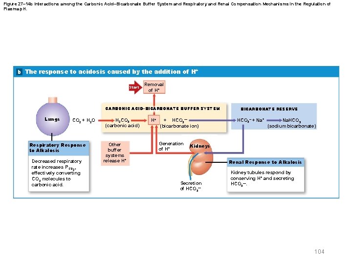 Figure 27– 14 b Interactions among the Carbonic Acid–Bicarbonate Buffer System and Respiratory and