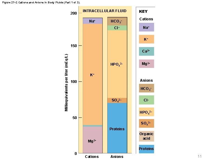 Figure 27– 2 Cations and Anions in Body Fluids (Part 1 of 3). 200