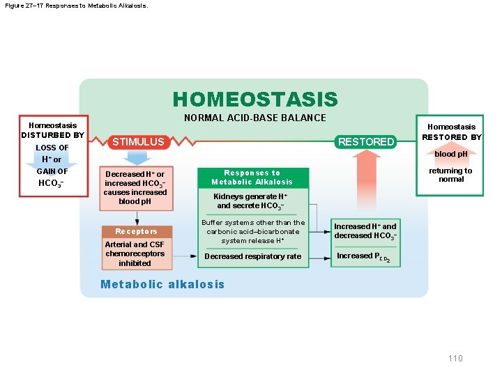 Figure 27– 17 Responses to Metabolic Alkalosis. HOMEOSTASIS Homeostasis DISTURBED BY LOSS OF NORMAL