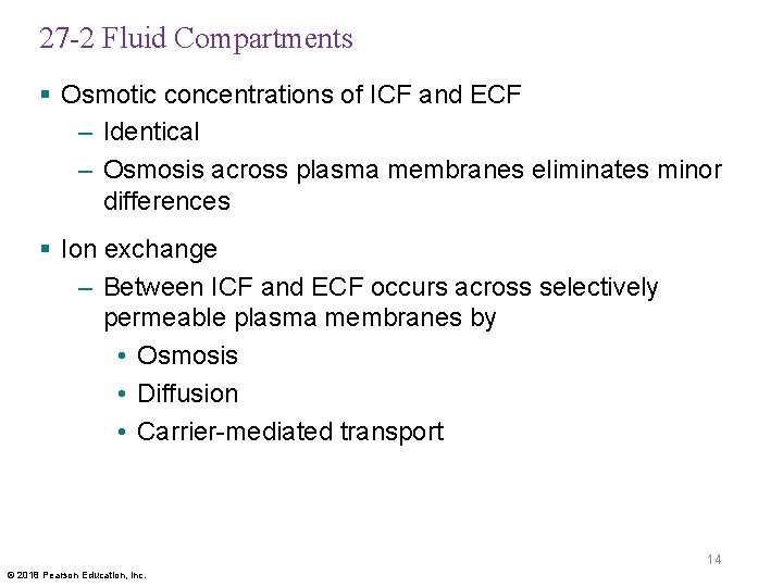 27 -2 Fluid Compartments § Osmotic concentrations of ICF and ECF – Identical –