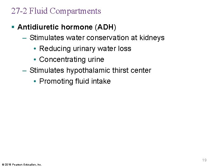 27 -2 Fluid Compartments § Antidiuretic hormone (ADH) – Stimulates water conservation at kidneys