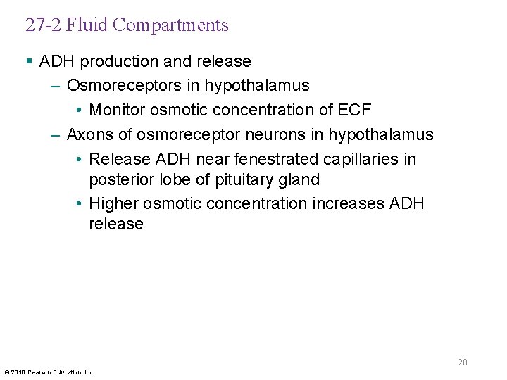 27 -2 Fluid Compartments § ADH production and release – Osmoreceptors in hypothalamus •