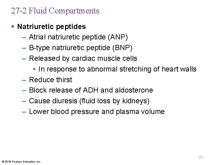 27 -2 Fluid Compartments § Natriuretic peptides – Atrial natriuretic peptide (ANP) – B-type