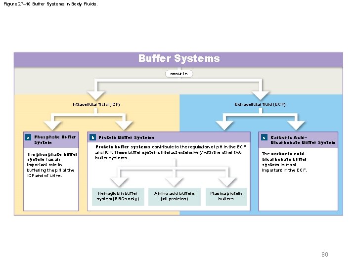 Figure 27– 10 Buffer Systems in Body Fluids. Buffer Systems occur in Intracellular fluid