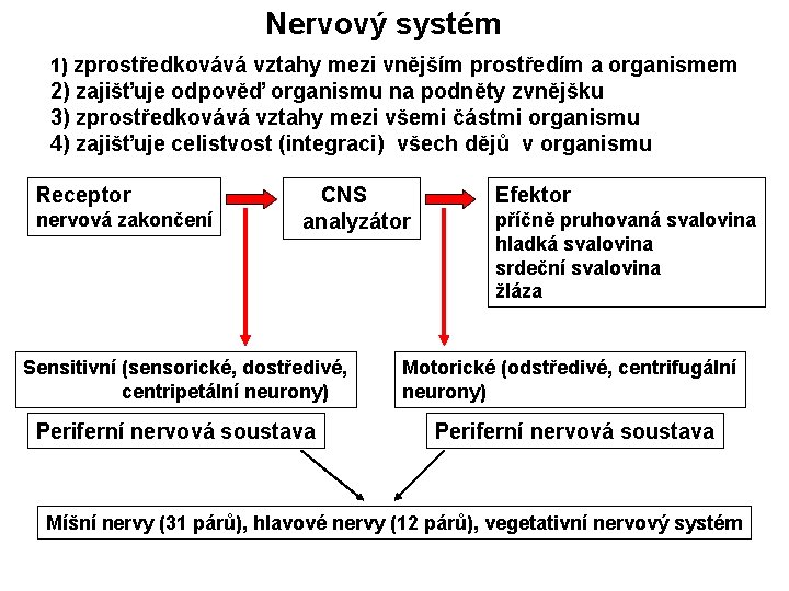 Nervový systém 1) zprostředkovává vztahy mezi vnějším prostředím a organismem 2) zajišťuje odpověď organismu