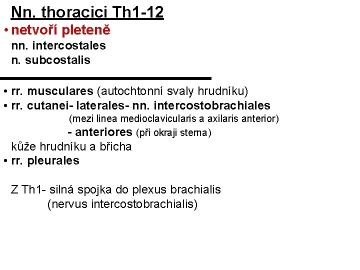 Nn. thoracici Th 1 -12 • netvoří pleteně nn. intercostales n. subcostalis • rr.