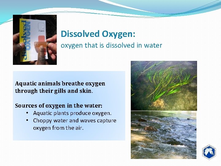 Dissolved Oxygen: oxygen that is dissolved in water Aquatic animals breathe oxygen through their