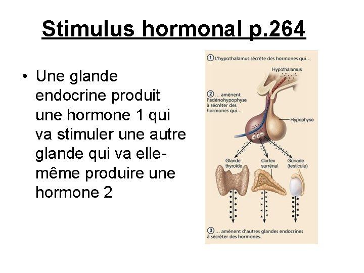 Stimulus hormonal p. 264 • Une glande endocrine produit une hormone 1 qui va