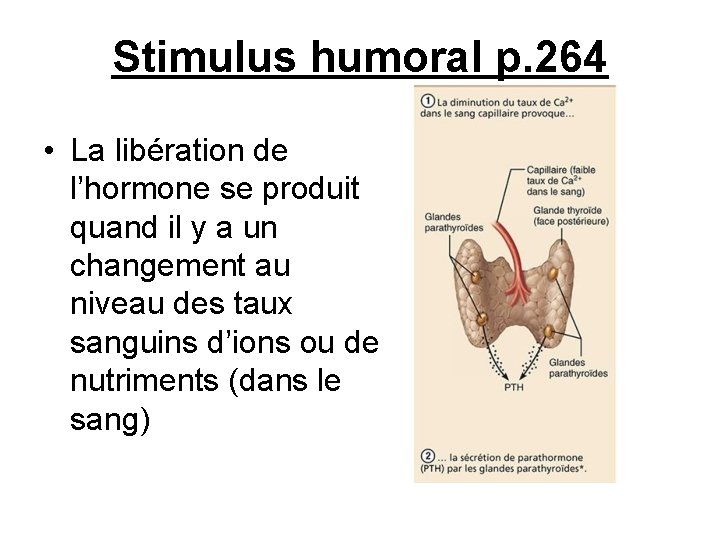 Stimulus humoral p. 264 • La libération de l’hormone se produit quand il y