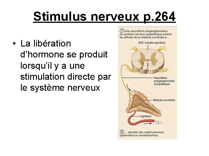Stimulus nerveux p. 264 • La libération d’hormone se produit lorsqu’il y a une