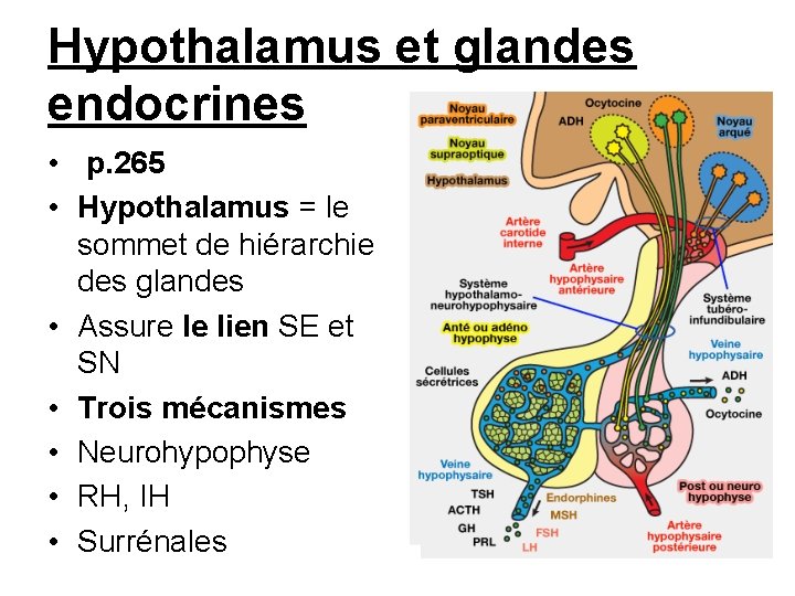Hypothalamus et glandes endocrines • p. 265 • Hypothalamus = le sommet de hiérarchie