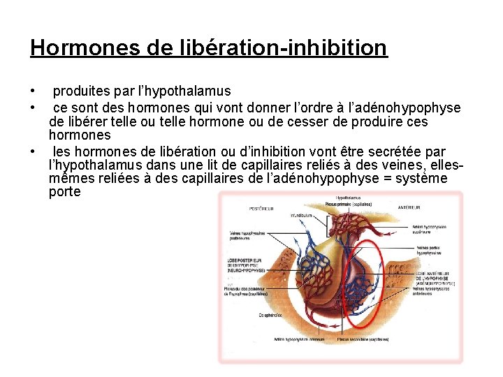 Hormones de libération-inhibition • • produites par l’hypothalamus ce sont des hormones qui vont