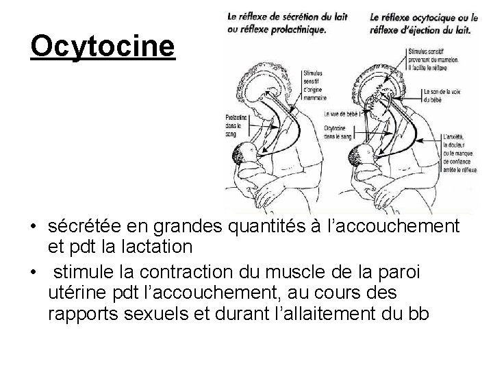 Ocytocine • sécrétée en grandes quantités à l’accouchement et pdt la lactation • stimule