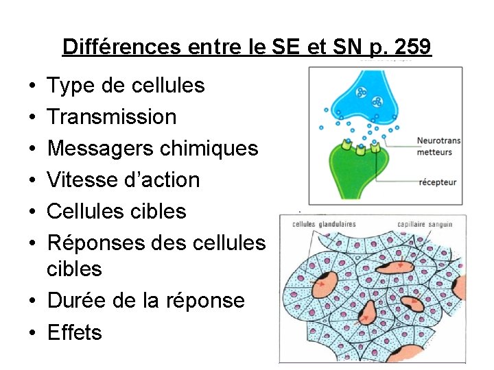 Différences entre le SE et SN p. 259 • • • Type de cellules