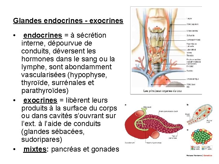 Glandes endocrines - exocrines • endocrines = à sécrétion interne, dépourvue de conduits, déversent