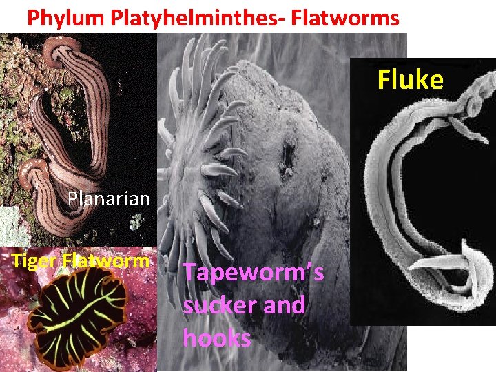 Phylum Platyhelminthes- Flatworms Fluke Planarian Tiger Flatworm Tapeworm’s sucker and hooks 