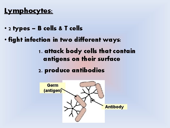 Lymphocytes: • 2 types – B cells & T cells • fight infection in