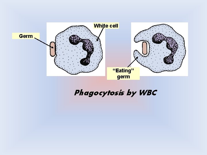 White cell Germ “Eating” germ Phagocytosis by WBC 