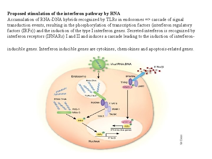 Proposed stimulation of the interferon pathway by RNA Accumulation of RNA-DNA hybrids recognized by