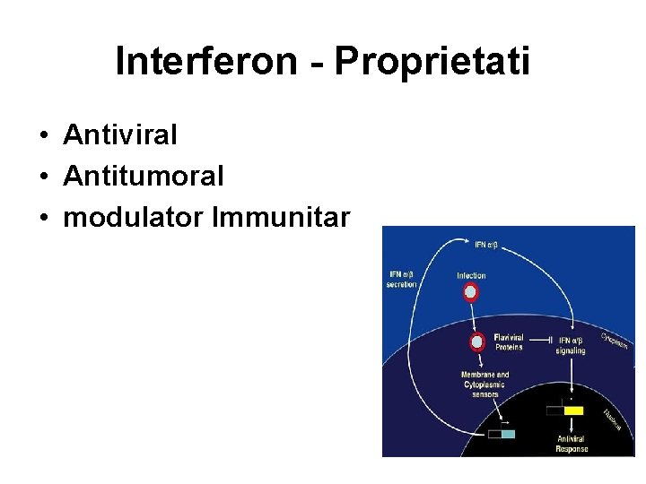 Interferon - Proprietati • Antiviral • Antitumoral • modulator Immunitar 