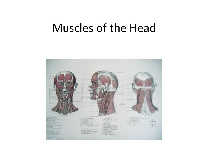 Muscles of the Head 
