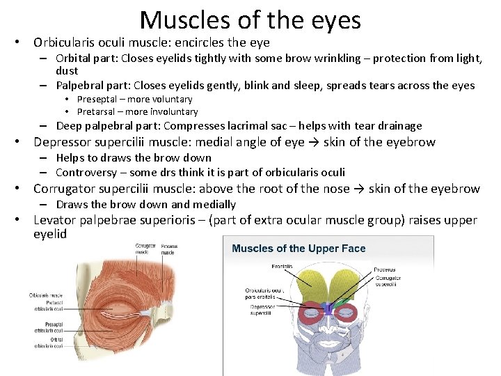 Muscles of the eyes • Orbicularis oculi muscle: encircles the eye – Orbital part: