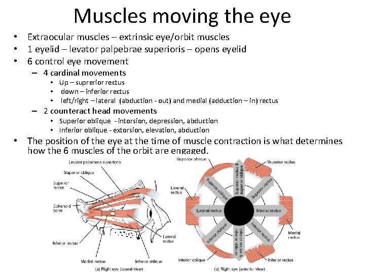 Muscles moving the eye • Extraocular muscles – extrinsic eye/orbit muscles • 1 eyelid
