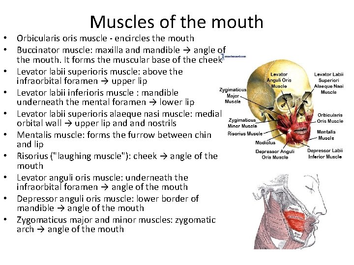Muscles of the mouth • Orbicularis oris muscle - encircles the mouth • Buccinator