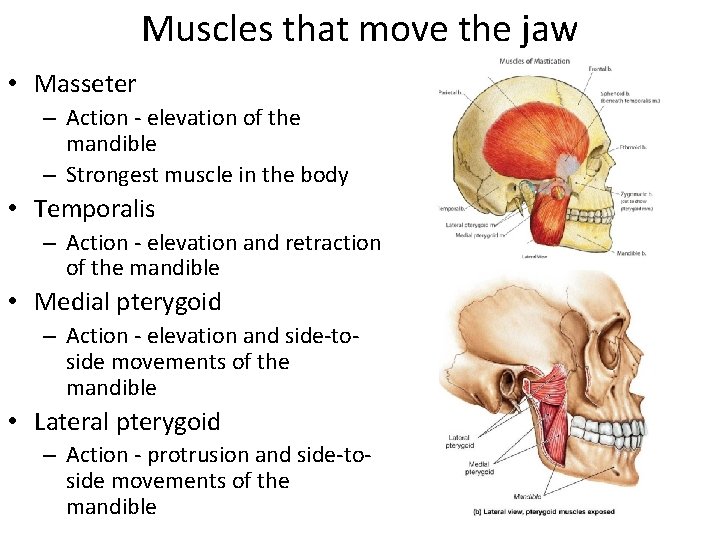 Muscles that move the jaw • Masseter – Action - elevation of the mandible