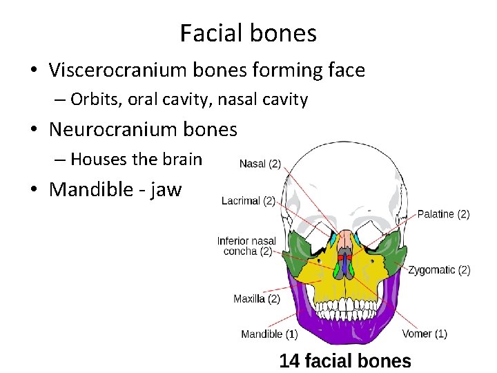 Facial bones • Viscerocranium bones forming face – Orbits, oral cavity, nasal cavity •