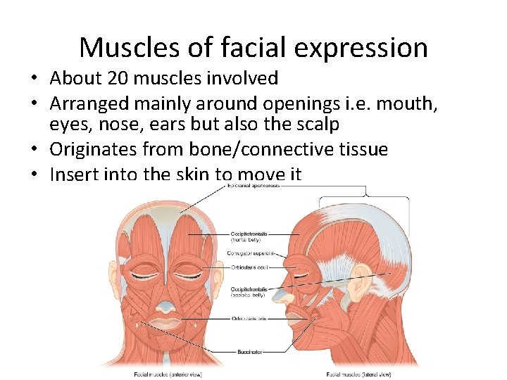 Muscles of facial expression • About 20 muscles involved • Arranged mainly around openings