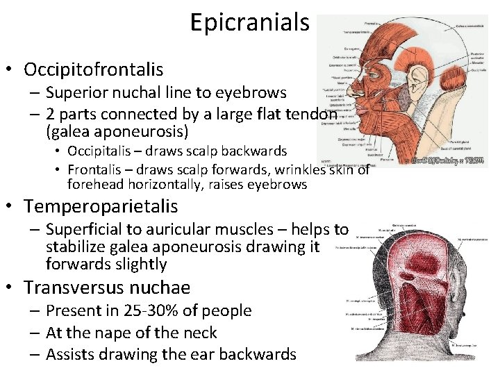 Epicranials • Occipitofrontalis – Superior nuchal line to eyebrows – 2 parts connected by
